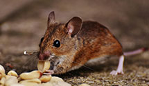 24 Hour & Emergency Exterminators in Longmeadow, MA